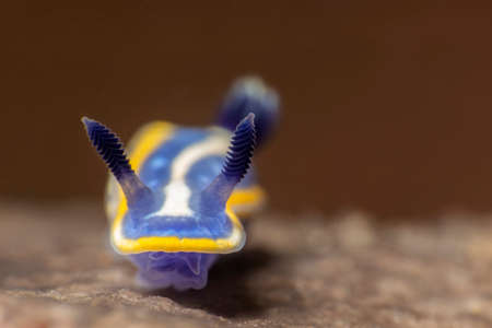 Nudibranch, felimare fontandravi. Canakkale, Tukey.の写真素材