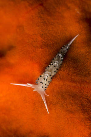 Nudibranch, Caloria elegans. Caloria elegans on red cora. Canakkale, Turkey.の写真素材