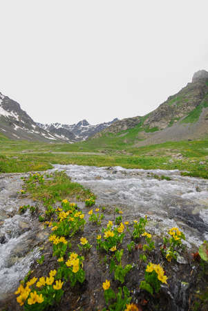 flowery mountain landscape. Kackar Mountains national park, Olgunlar, Artvin Turkey.の写真素材