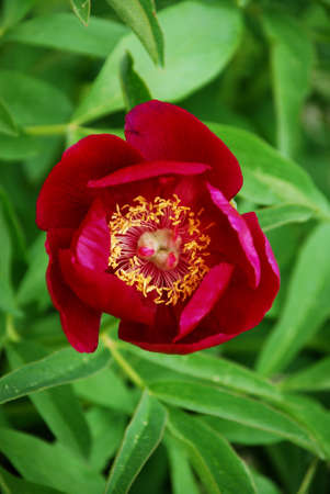 poppy flower. Bright red corn poppy flower in summer.の写真素材