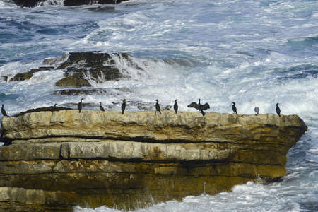 Rocks in the sea. seascape, sea waves crashing against the rocks. The sea wave crashes against the stone rock. A flock of cormorants in the sea. Agva Sardala Mr. Istanbul Turkeyの写真素材