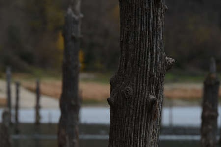 Autumn lake view. Camping area available. Suluklu Lake is in the district of Bolu in Turkey.の写真素材