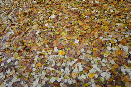 Red and yellowed leaves...Belgrade Forest, Istanbulの写真素材