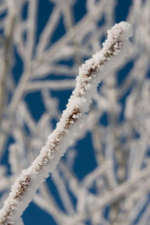 snow-covered tree branches. Uludag, National Park, Bursa Turkey.の写真素材