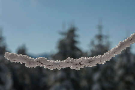 snow-covered tree branches. Uludag, National Park, Bursa Turkey.の写真素材