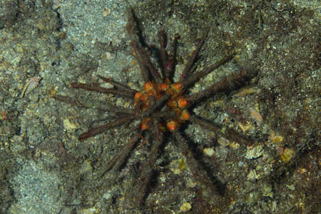 Red lance urchin, Small lance sea urchin, Stylocidaris affinis.Sea-urchinの写真素材