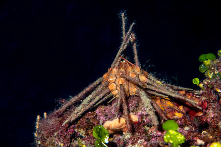 Red lance urchin, Small lance sea urchin, Stylocidaris affinis.Sea-urchinの写真素材