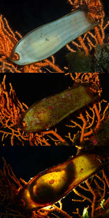 Shark egg. Cat shark egg case. Canakkale, Turkey. The growth process of an embryo, fish reproduction.の写真素材