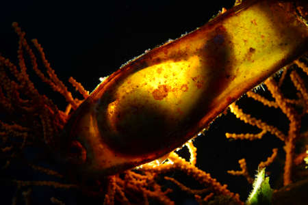Shark egg. Cat shark egg case. Canakkale, Turkey. The growth process of an embryo, fish reproduction.の写真素材