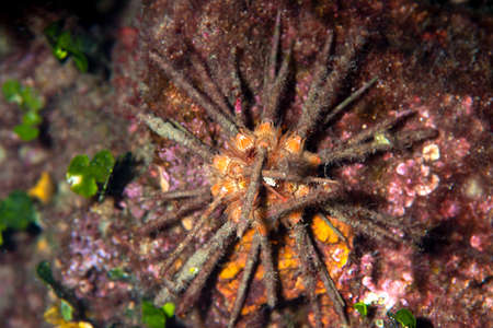 Red lance urchin, Small lance sea urchin, Stylocidaris affinis.Sea-urchinの写真素材