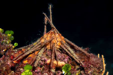 Red lance urchin, Small lance sea urchin, Stylocidaris affinis.Sea-urchinの写真素材