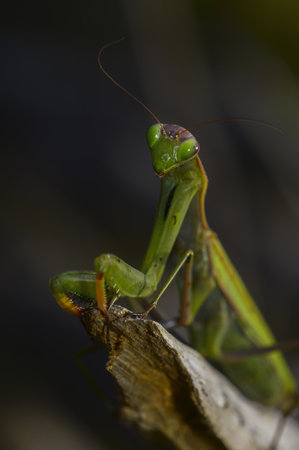 The giant asian mantis or indochina mantis