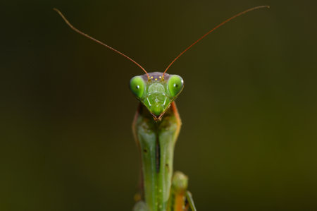 The giant asian mantis or indochina mantis