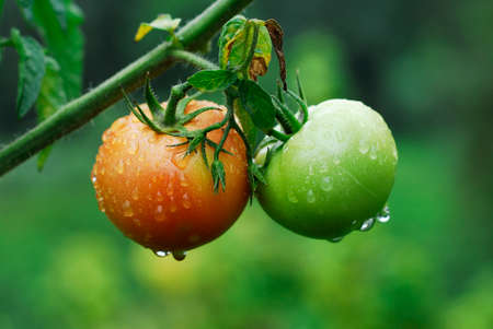 green tomatoes. rain-soaked green and red tomatoesの写真素材