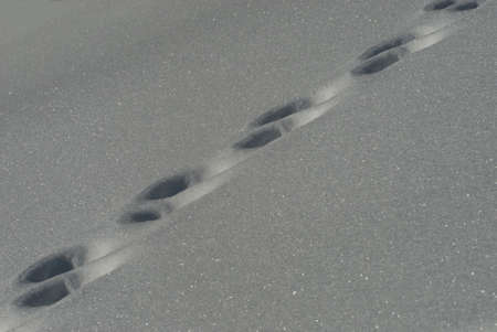 Footprints in the snow. Footprints in the snow. Footprints in the snow.