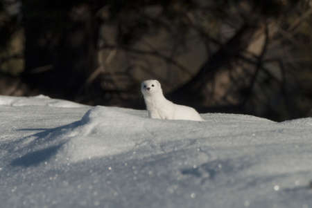 Polecatcher on the snow in winter. Wildlife scene from nature.の写真素材