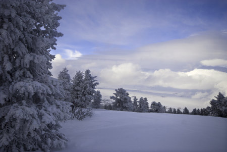 Winter landscape with snow covered fir trees and blue sky with clouds. SarÄ±kamÄ±Å Ski Resort. Kars, TÃ¼rkiye.の写真素材