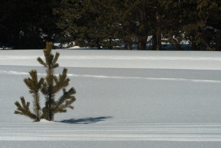 A small pine tree stands on a snow covered field in winter.SarÄ±kamÄ±Å Ski Resort. Kars, TÃ¼rkiye.の写真素材
