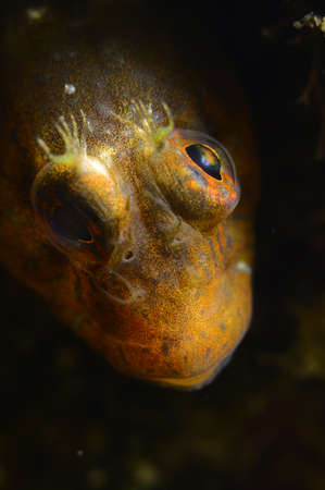 Ringneck Blenny (Parablennius pilicornis ) looking curiously at the camera from its hiding place....
