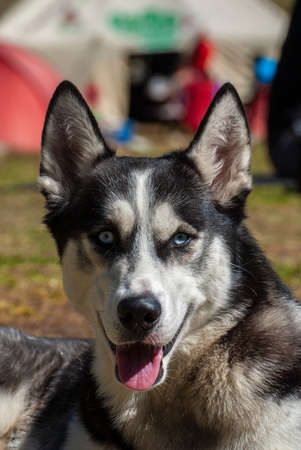 Husky resting in the grass. Husky walking on mountain.