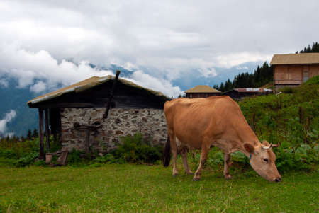 Cow feeding near wooden highland house. Wooden plateau houses. Highlands of Turkey. Rize Sal Plateau.の写真素材