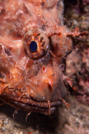 Octopus, Octopus eye. Octopus is camouflaged among the rocks. Octopus vulgaris Cuvier. Canakkale, Turkey.の写真素材