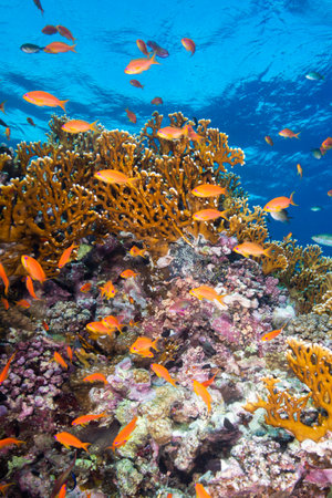 Underwater World. Coral fish and reefs of the Red Sea. Underwater background. Egyptの写真素材