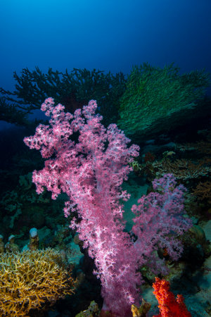 Underwater World. Coral fish and reefs of the Red Sea. Underwater background. Egyptの写真素材