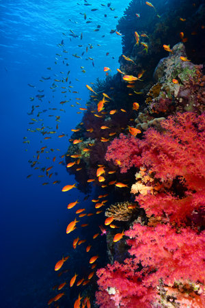 Underwater World. Coral fish and reefs of the Red Sea. Underwater background. Egyptの写真素材