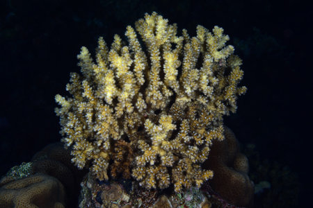 Underwater World. Coral fish and reefs of the Red Sea. Underwater background. Egyptの写真素材