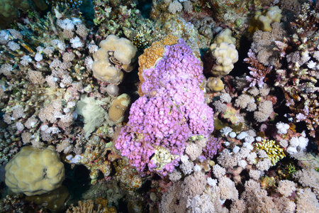 Underwater World. Coral fish and reefs of the Red Sea. Underwater background. Egyptの写真素材