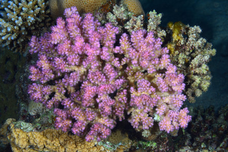 Underwater World. Coral fish and reefs of the Red Sea. Underwater background. Egyptの写真素材