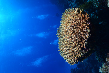 Underwater World. Coral fish and reefs of the Red Sea. Underwater background. Egyptの写真素材