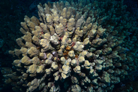 Underwater World. Coral fish and reefs of the Red Sea. Underwater background. Egyptの写真素材