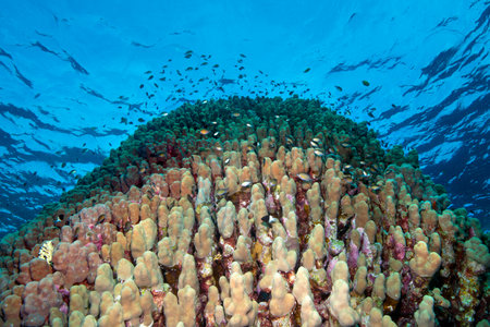 Underwater World. Coral fish and reefs of the Red Sea. Underwater background. Egyptの写真素材