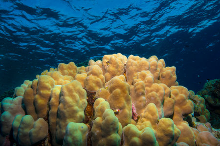 Underwater World. Coral fish and reefs of the Red Sea. Underwater background. Egyptの写真素材