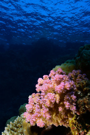 Underwater World. Coral fish and reefs of the Red Sea. Underwater background. Egyptの写真素材