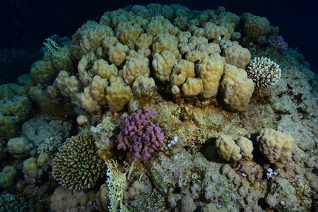 Underwater World. Coral fish and reefs of the Red Sea. Underwater background. Egyptの写真素材