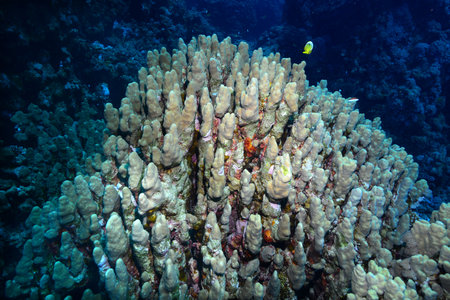 Underwater World. Coral fish and reefs of the Red Sea. Underwater background. Egyptの写真素材