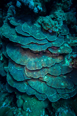 Underwater World. Coral fish and reefs of the Red Sea. Underwater background. Egyptの写真素材