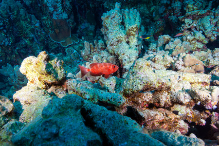 Underwater World. Coral fish and reefs of the Red Sea. Underwater background. Egyptの写真素材