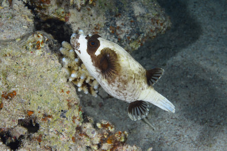 Masked pufferfish, Arothron diadematus. Red Sea coral fish. Colorful coral reefs. Egyptの写真素材