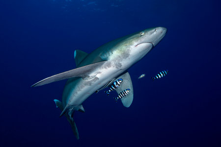 Langimanus ocean whitetip shark with pilot fish in the deep, Daedalus reef, Red Sea, Egypt.