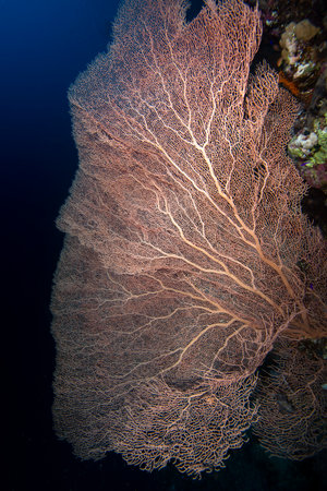 Gorgonia on a reef near Daedalus reef in the Red Sea. Large red gorgonians found on reefs. Gorgonias found on coral reefs. Red Sea, Egyptの写真素材