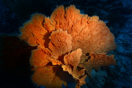 Gorgonia on a reef near Daedalus reef in the Red Sea. Large red gorgonians found on reefs. Gorgonias found on coral reefs. Red Sea, Egyptの写真素材