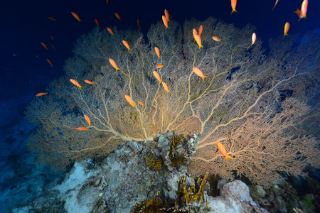 Gorgonia on a reef near Daedalus reef in the Red Sea. Large red gorgonians found on reefs. Gorgonias found on coral reefs. Red Sea, Egyptの写真素材