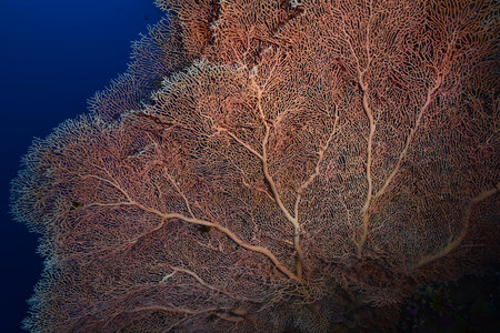 Gorgonia on a reef near Daedalus reef in the Red Sea. Large red gorgonians found on reefs. Gorgonias found on coral reefs. Red Sea, Egyptの写真素材