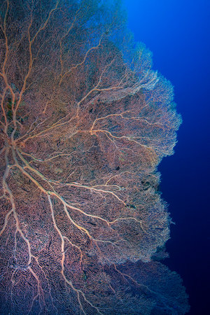 Gorgonia on a reef near Daedalus reef in the Red Sea. Large red gorgonians found on reefs. Gorgonias found on coral reefs. Red Sea, Egyptの写真素材