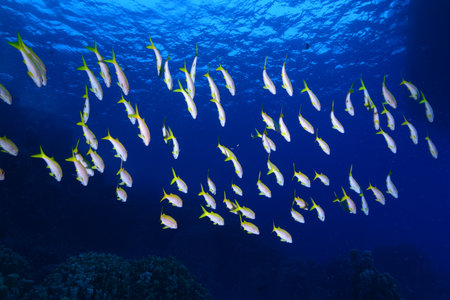 Shoal of colorful fish in the tropical coral reef. Schools of fish in coral reefs. Corals, shoals of colorful fish. Red Sea, Egypt.の写真素材