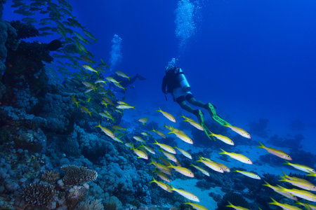 Shoal of colorful fish in the tropical coral reef. Schools of fish in coral reefs. Corals, shoals of...